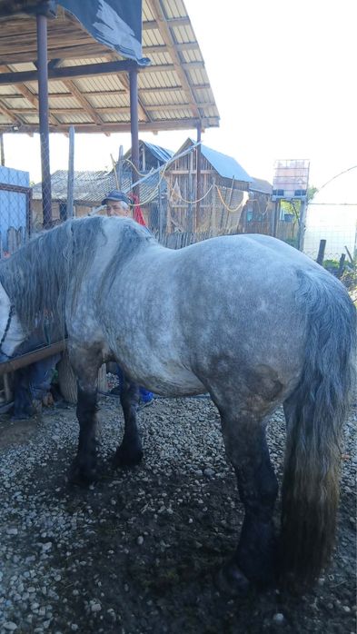 Vand cal in varsta de 5 ani