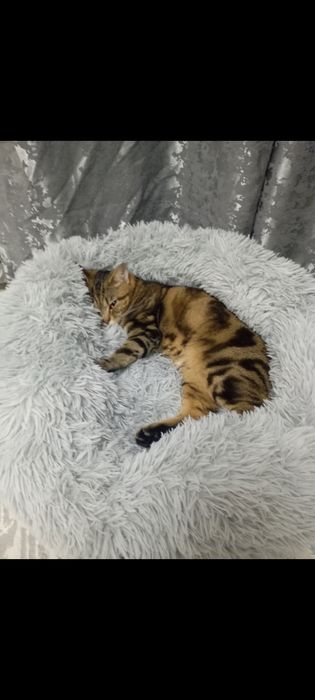 Британская кошка