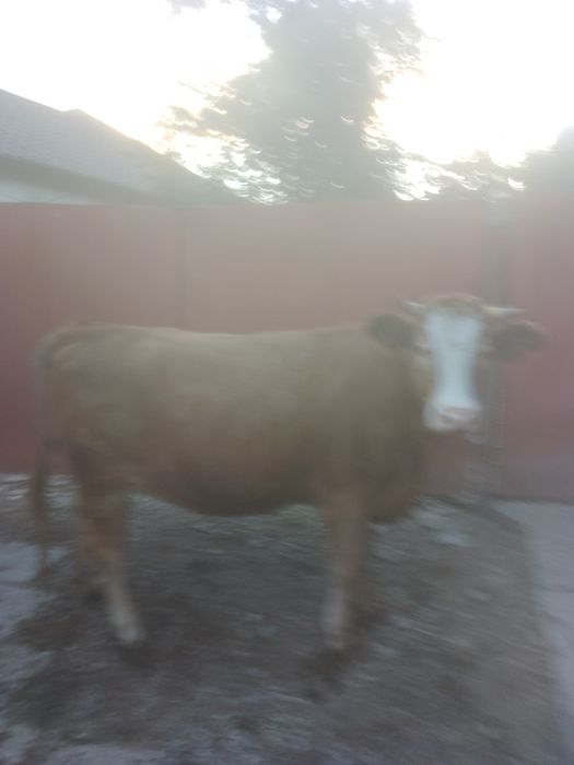 Vând junincă de 2 ani