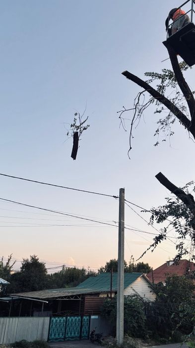 Врубка деревьев спил деревьев