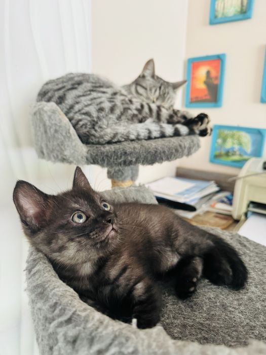 Котенок мальчик ищет любящего хозяина
