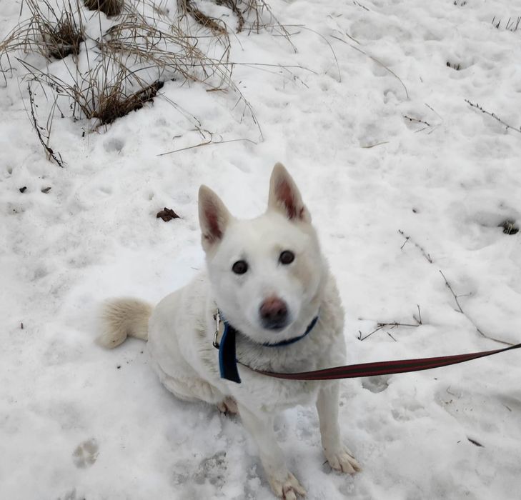 Отдам лайку в добрые руки