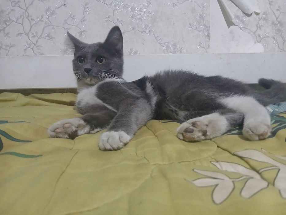 Котёнок полупородистый  британец
