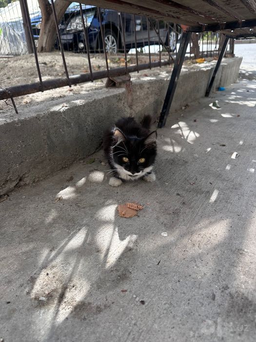 Отдам котят даром