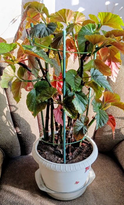 Бегония, диффенбахия