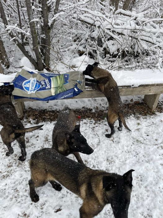 Малиноа- белгийска овчарка