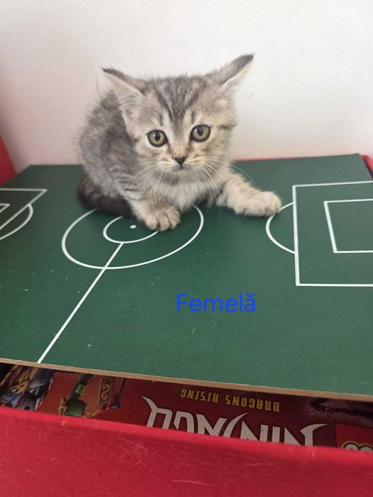 Pisoi drăgălași caută căsuțe!