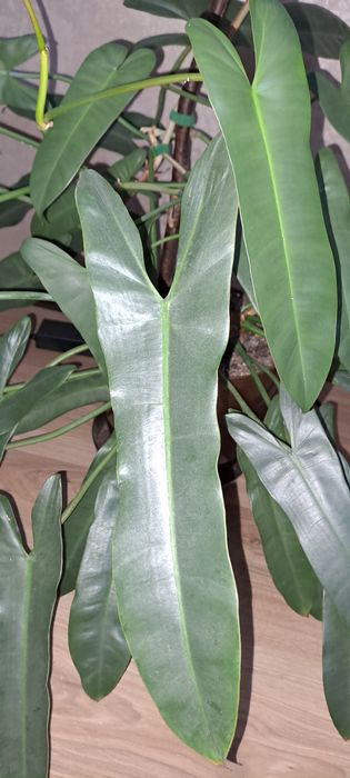 Филодендрон Санта Леопольдина