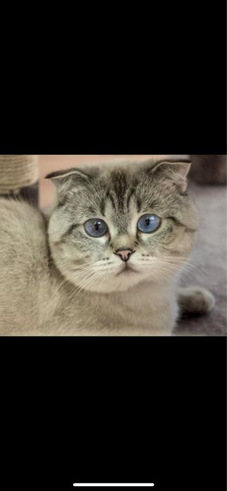 ScottishFold