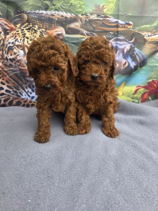 Пудел Мини с документ за произход