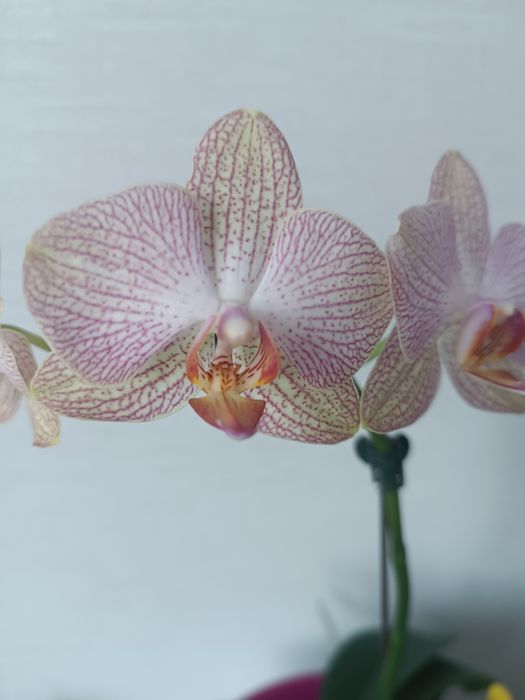 Орхидея фаленопсис сорт Ровелло.