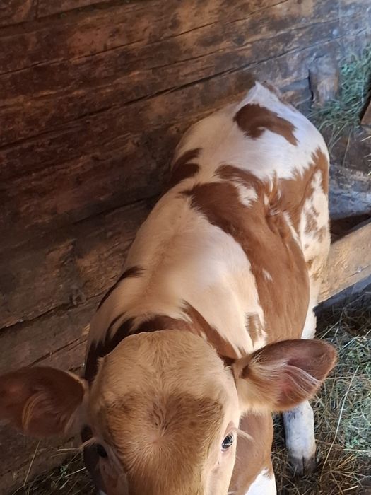 Vând vițel 2 luni