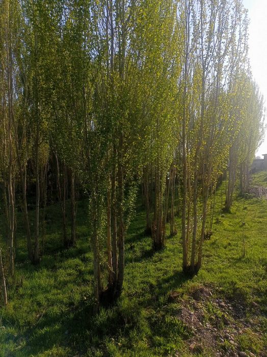 Yer uchastka sotiladi