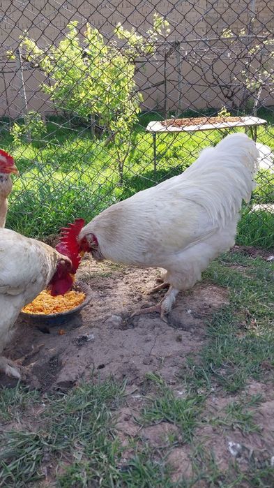 Tovuq xorozi sotladi  1 ta si