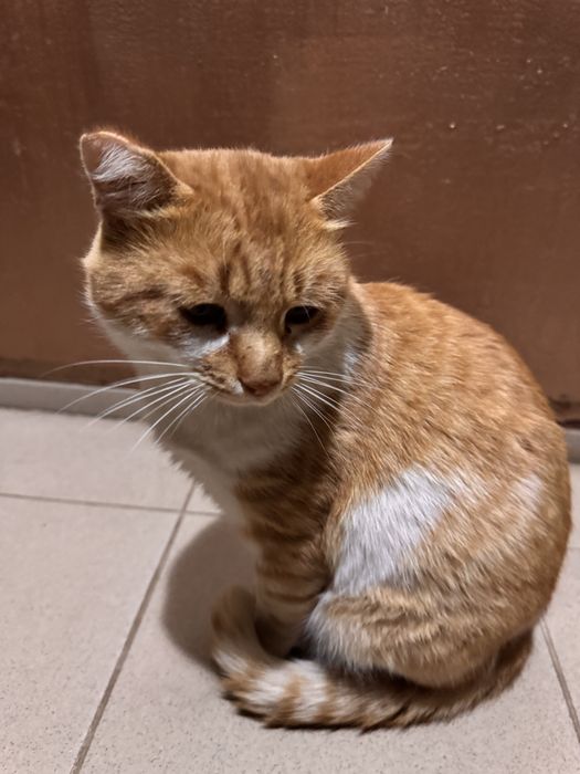 Котик ищет домик