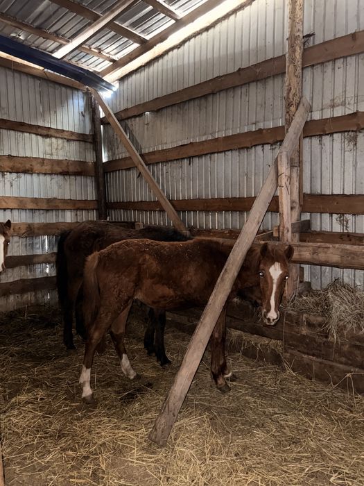 Продам 7 тайчиков