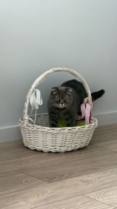 Шотландский кот - отдам.