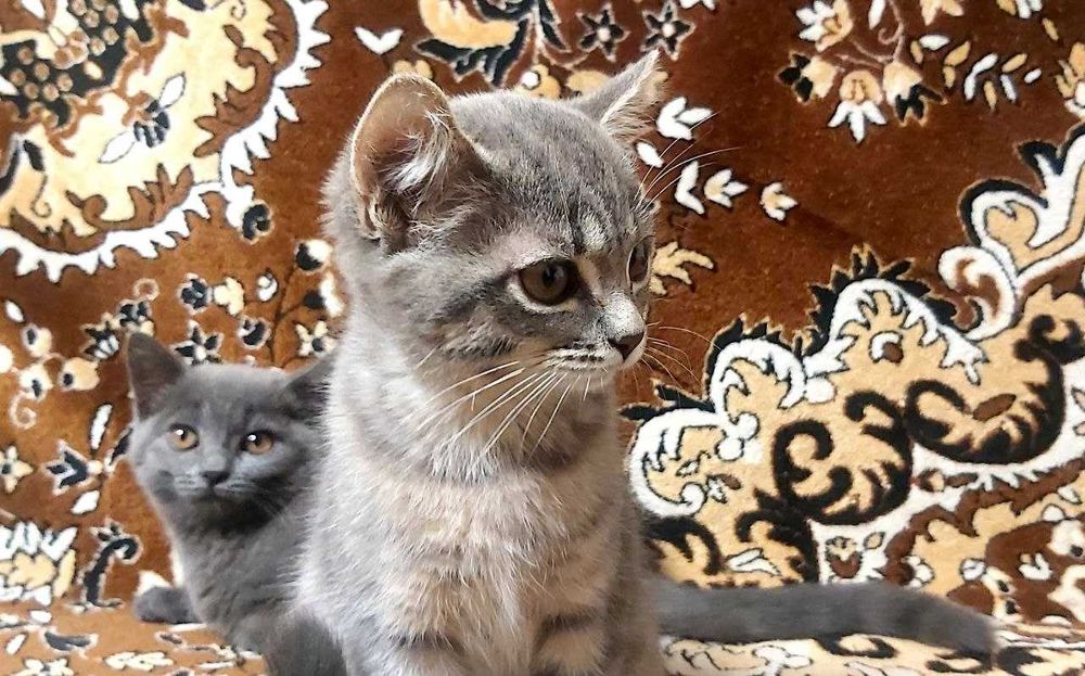 Шотландские Котята