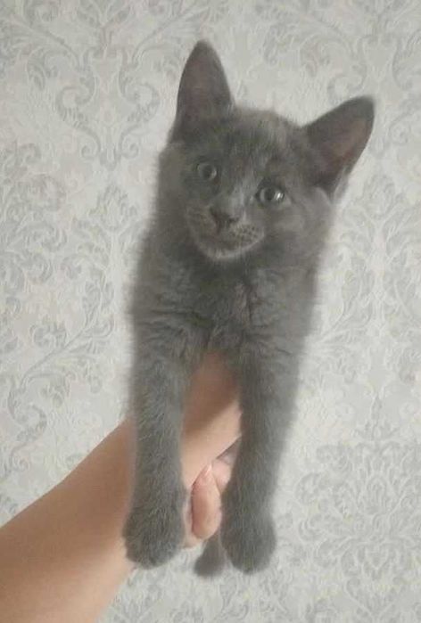 Породистые Кошечки