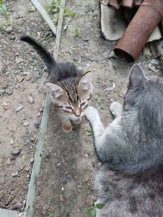 Отдам котят в добрые руки