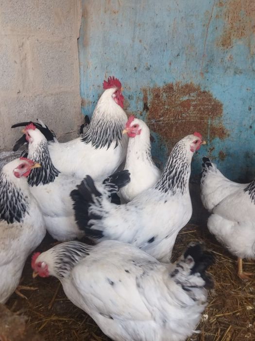Продам куры домашние