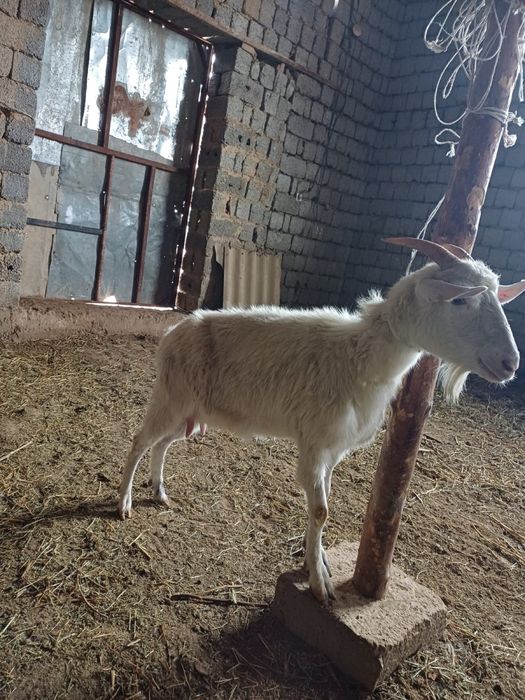 Занен ешкы сатлады