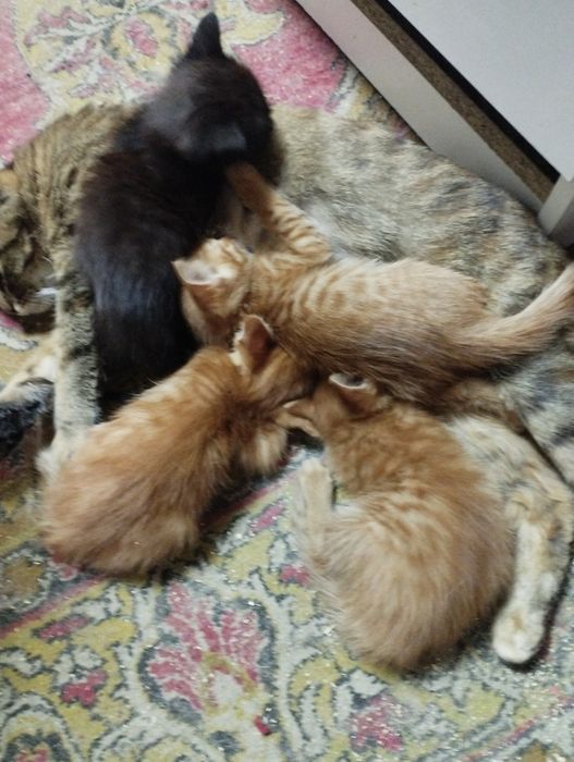 Отдам котят в хорошие добрые руки