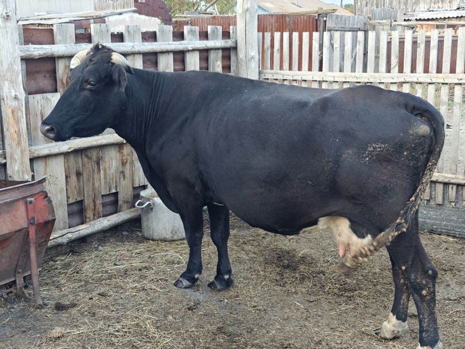 Продам корову КРС в с.Урумкай