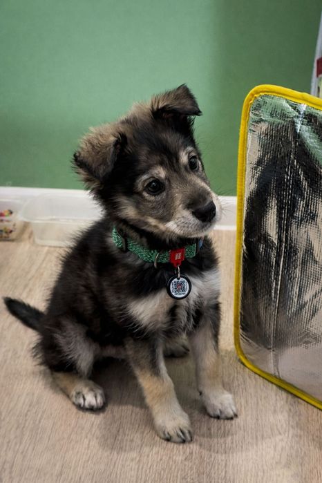 Щенок Собака Бесплатно