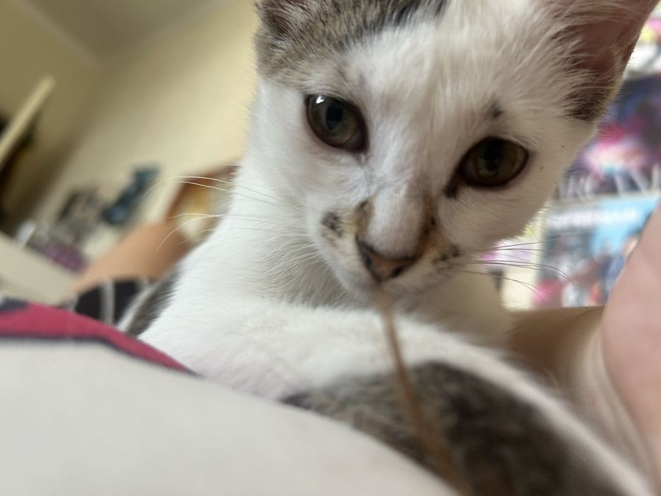 Отдаем котенка бесплатно