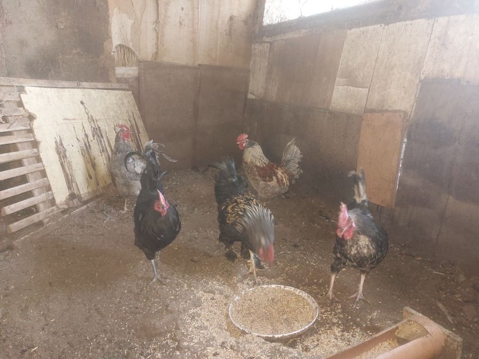 Әтештер сатылады бір жылдық