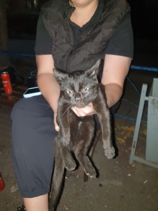 котенок в добрые руки
