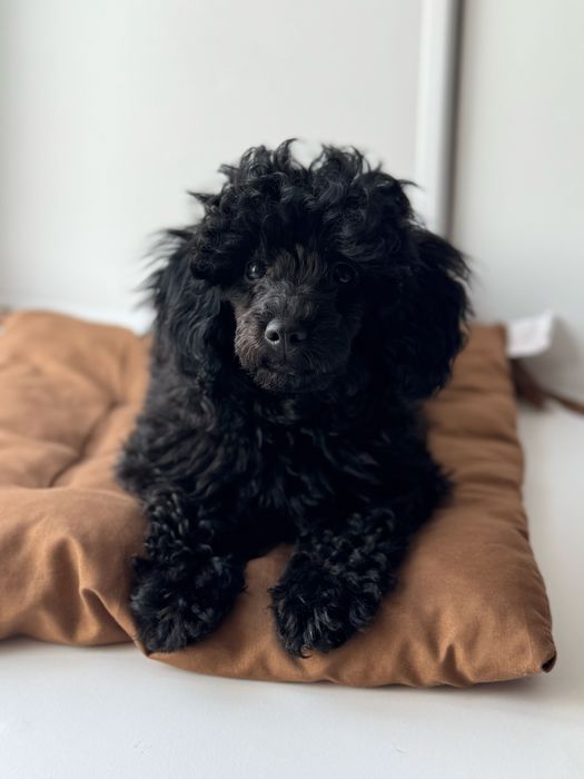 Продам шенка  той-пудель, девочка