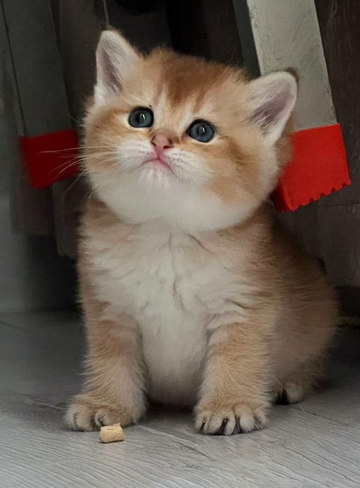 Продается британская девочка золотая шиншилла Чистокровная