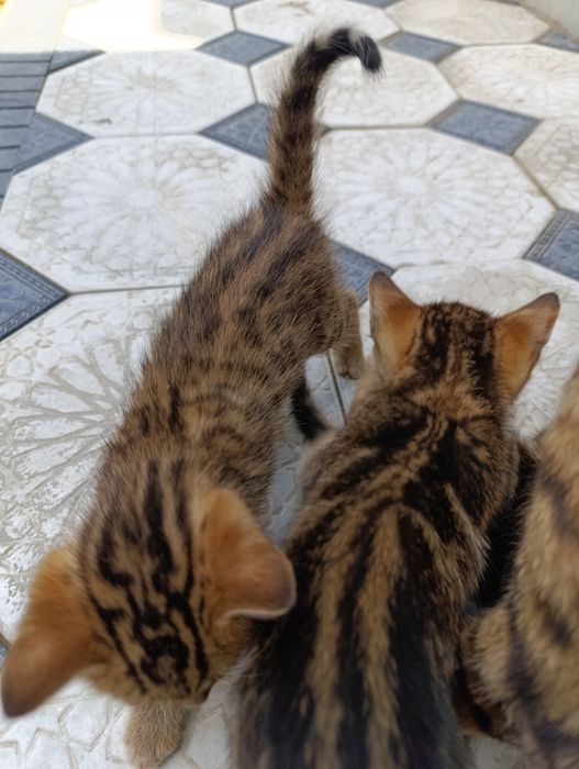 Бенгальский котёнок