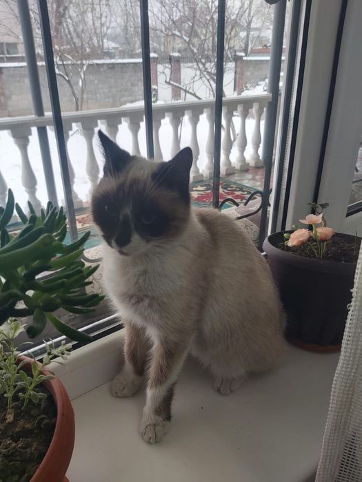 Продам двух кошек