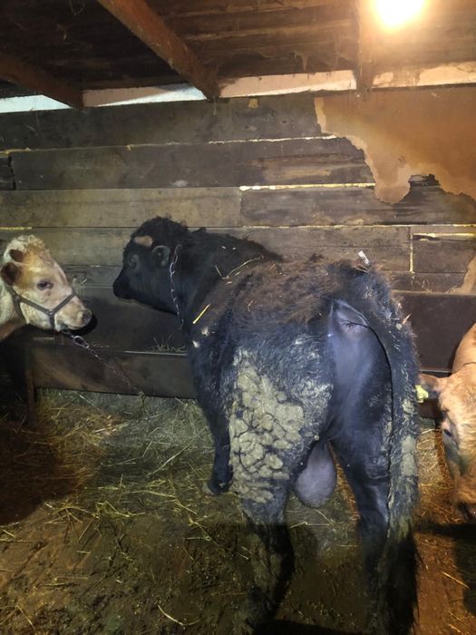 Мясо говядины, молодой бычок