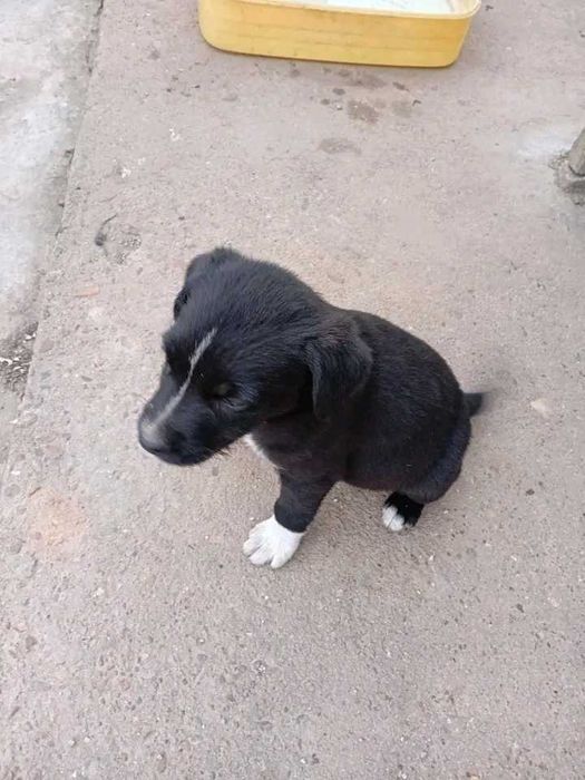 Подаряват се кученца майката е среден размер ловна порода