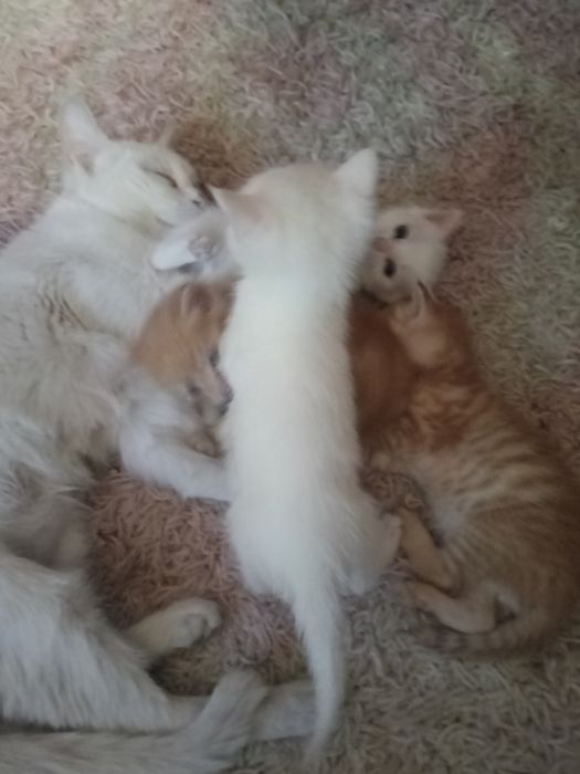 Котята  в добрые руки