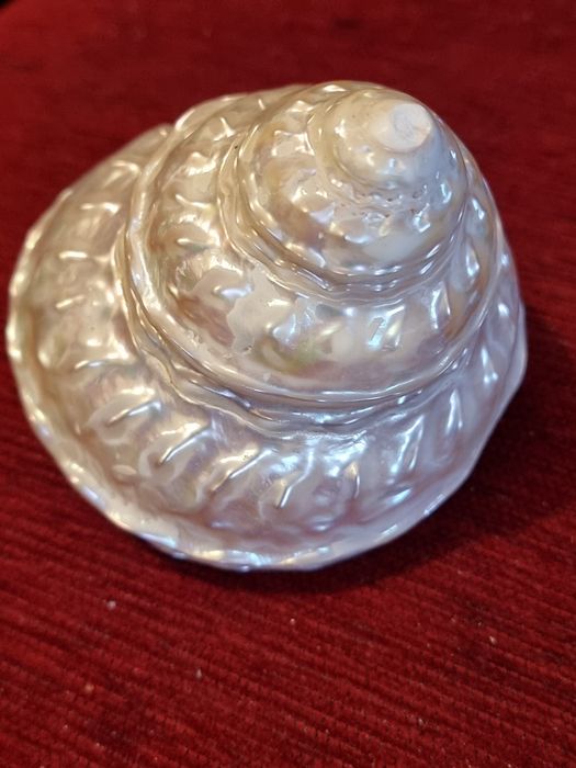 Scoica Turban Ondulata Gigant(Megastraea  Undosa),sidef natural polat