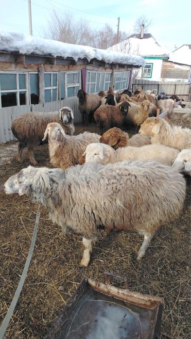 Қошқар сатамын / Продам кошкар Еділбай,