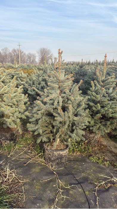 Продам ель Супер Блю