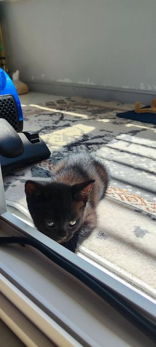 Отдам котенка в добрые руки