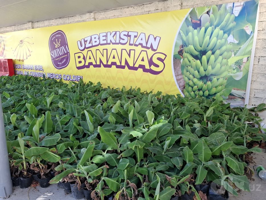 Banan kuchatlari niholi, Росток банана, Банан кучати нихоли