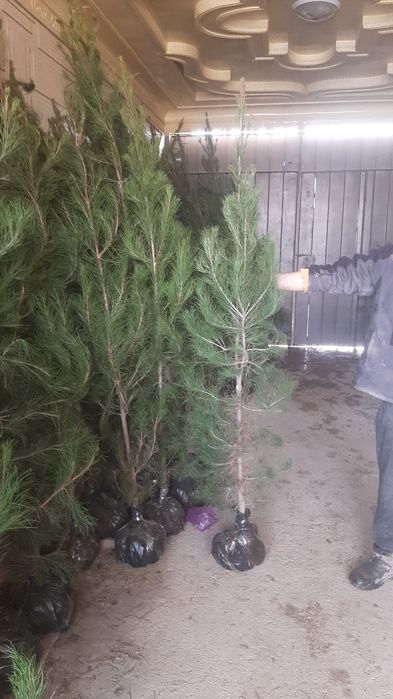 Елки оптом и в Розницу Ширша