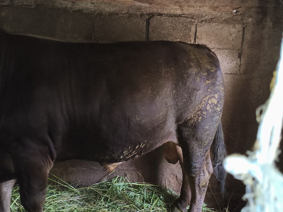 Taur de vânzare 800kg