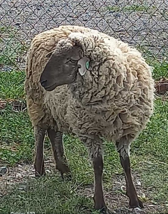 Откормге тоқтылар сатылады