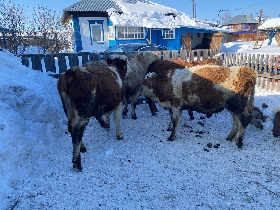 Продам быков стоят на откорме