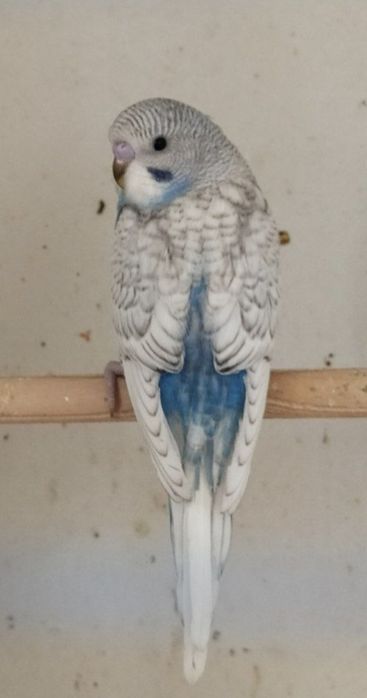 Ishlagan Maska va fishir 4 oylik maladoyi bn birga