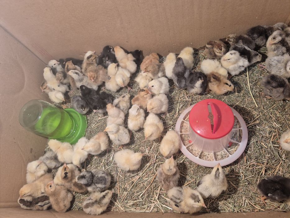 Цыплята несушки.